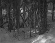 [Indigenous-style lynx snare northest of Lane Lake] Original title: Indian lynx snare northeast of Lane Lake 3 March 1934.