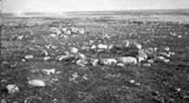 Inuit tent ring 1930