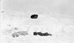 An abandoned igloo with two unwanted dogs left to starve to death April 1931.
