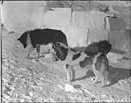 [Huskies]. Original title: Eskimo sledge dogs 1931