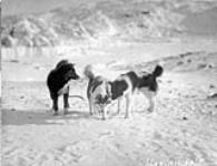 Sledge dogs at Lake Harbour February 1931.