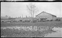 Cattle and horses on R.C. Mission farm at Salt River 1920
