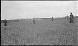 Field of wheat, R.C. Mission, [Fort] Providence 1920
