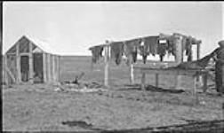 Meat house and deer skins at round up. Kidluit Bay corral, Richards Island, N.W.T [July 1937].