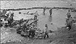 Group of Inuit spearing Arctic char in a fish trap 4 September 1937