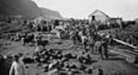 Autochtones tirant des peaux de bélougas 1 août 1929