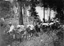 Lawrence H. Sitwell leading pack train up the hill from Kettle River 1902