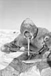 Paleimiut [Kigutaituq] using bow-drill to repair komatik [Feb. 1950]