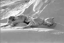 [Frozen dog, Padlei region, N.W.T.] [1949-1950].