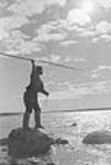 Spear fishing 1951.