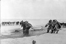 Group of Inuit pulling on ropes in water and ice with a dog team in the background 1953.