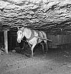 Pit pony and miner in a mine in New Aberdeen / Poney et mineur dans une mine de New Aberdeen Aug. 1946