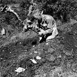 Private Thomas Hawkins, Royal Canadian Regiment, digging a slit trench near Motta, Italy, 3 October 1943 October 3, 1943.