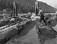 Woman lumber worker peavying logs 1943