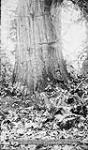 Cedar tree 50 feet in circumference, Stanley Park, Vancouver, B.C. [ca. 1890] ca.1890.