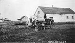 Aboriginal man in a Hudson's Bay horse cart transport. The horse wears a mosquito parka and hood for protection June 1929.
