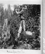 Woodman Spare that Tree, [Timiskaming District, Ont.] [1897]