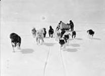 Dog team on Gordon Bay, Hudson Strait, N.W.T. [Nunavut], 1929 1929.