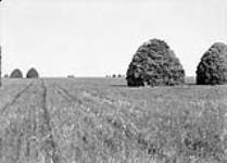 Wheat in Stacks near Winkler, Manitoba. [ca. 1902] ca. 1902