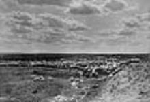 Sheep on the Western Prairies Vers 1910