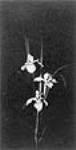 Flower Study - Irises/Iris n.d.