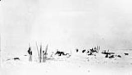 Snow village with numerous seal-spears struck in snow near houses. Northwest of Gray's Bay; Coronation Gulf, Stefansson-Anderson Arctic Expedition 1908-1912,10 am 11 Apr. 1911.
