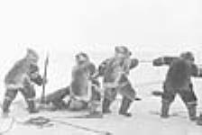 [Inuits hissant un morse hors de l'eau], Igloolik, T.N.-O 1952-1953.