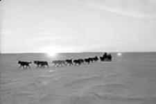 Dog team pulling sled 1949.