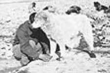 [Jeune garçon Inuit ajustant des chaussons en peau de caribou à un chien pour protéger ses pattes de la glace pointue et coupante,] Padlei, T.N.-O 1951