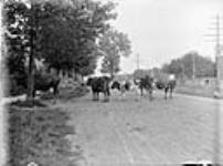 Mrs. Harvey's cows 6 July 1902.