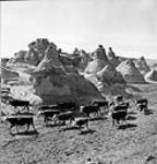 Cattle en route through the Badlands to summer pastures across the Milk River Mar. 1944