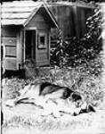 Dog 'Dan' at 54 Main Street, residence of James Ballantyne, before going to Spencerville [between 1889-1916]