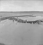 700 head of cattle at the ranch of Sandy Gilchrist Mar. 1944