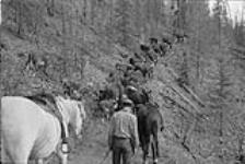 The wagon trail from the Home Ranch, 200 miles east of Quesnel, B.C., to Quesnel leads upwards over a range of hills while the cattle follow, only straying occasionally for a mouthful of grass or mushrooms. Willie Phillips leads his horse Oct. 1956