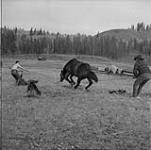 On the way to Quesnel B.C. Pan Phillips, aided by his son Willie and daughter Diana, shoes a horse at the abandoned Indian village of Kluskus. Lacking the usual ranch facilities for shoeing, he has to throw the horse, which calls for rope knowledge Oct. 1956