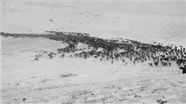 Reindeer taking part in the Canadian Reindeer Project crossing the Mackenzie River 1936
