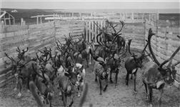 Close up of reindeer herd at corrals (Canadian Reindeer Project) July 1937