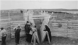 View of holding pens at reindeer corrals (Canadian Reindeer Project) 1941