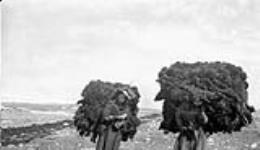 Inuit women carrying bundles of moss ca. 1926-1943.