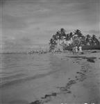 Canadian sailors from H.M.C.S. UGANDA of the British Pacific Fleet, explore a Pacific island 23 June 1945