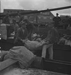 German Prisoners of War unloading bags of dried potatoes 2 June 1945