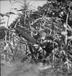 Corporal S. Kormendy of the Calgary Highlanders, a scout, camouflaged in a cornfield 6 Ot. 1944