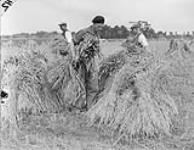 Trooper G.E. Hawley, Westminster Regiment, stooking wheat with Dutch farmers 10 Aug. 1945