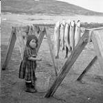 Inuit girl with rack of Arctic char which is awaiting freezing Aug. 1960
