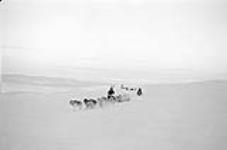 Checking dogs harnessed to komatik (sled) 1949-1950.