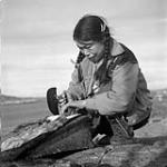 Taktu cleaning fat from seal skin with an ulu, Cape Dorset, N.W.T., [Cape Dorset (Kinngait), Nunavut], August 1960 August 1960.