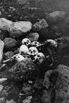 Crânes de membres de l'expédition Franklin découverts et enterrés par William Skinner et Paddy Gibson n.d.
