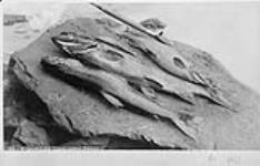 Winoniche Fish, Metabetchouan River ca. 1880-1890