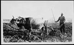 Farmer plowing field with two head of oxen at or near Salonika, Greece 1916