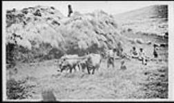 Farm workers and oxen beside haystack [between 1915-1916].